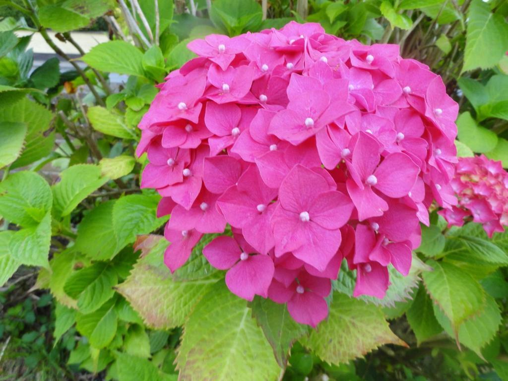 דרוגדה Orley House B&B מראה חיצוני תמונה
