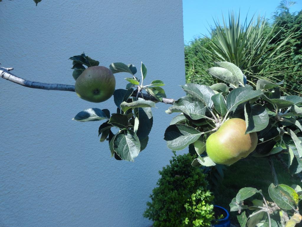 דרוגדה Orley House B&B מראה חיצוני תמונה